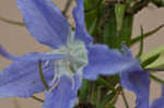 American bellflower